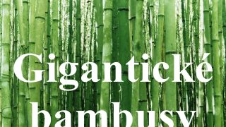 ZAUJÍMAVOSTI A FAKTY : Gigantické bambusy